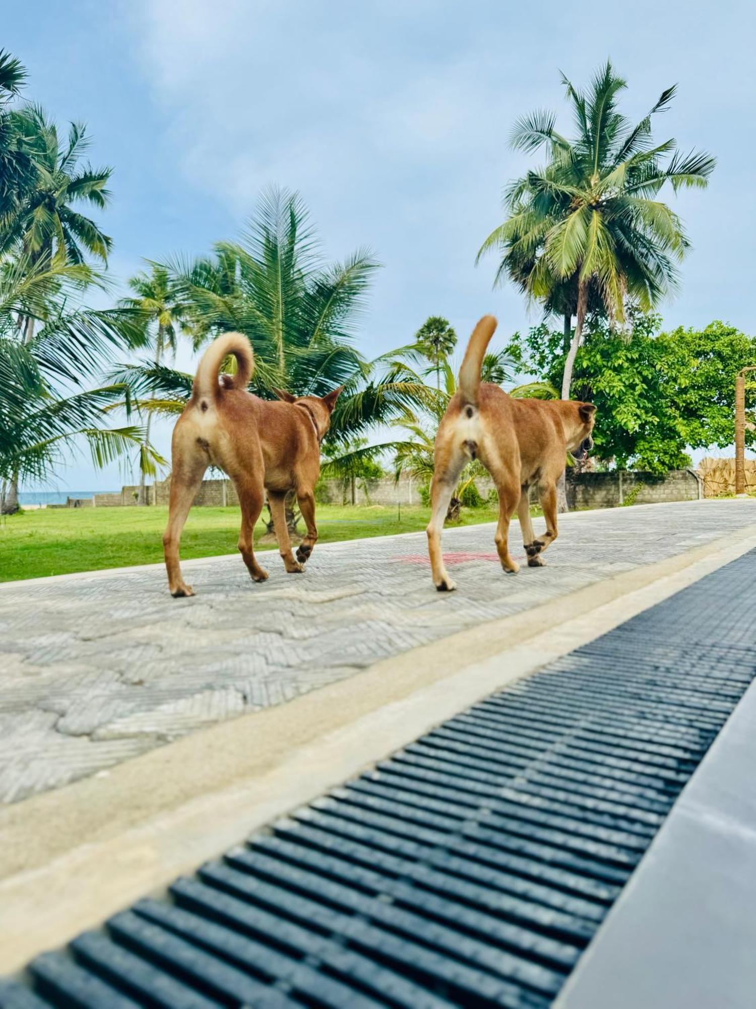 108 Palms Beach Resort Trincomalee Dış mekan fotoğraf